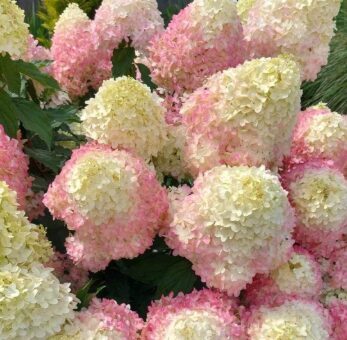 Hortenzija 'Magical Sweet Summer' (Piegāde no 20.-22. aprīlim)